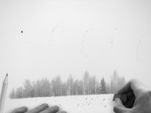 Free Bird / ***