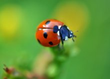 Ladybird / ***