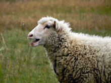 Stupid Lamb / ***