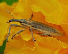 Weevil Frachnik gewöhnlichen Lixus iridis / ***