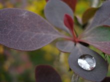 Nach dem regen ! / ***
