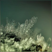 Marienkäfer ... / ***