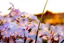 Summer Evening / ...