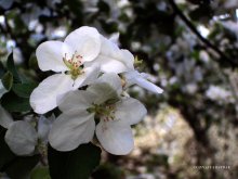 Apfel / ***