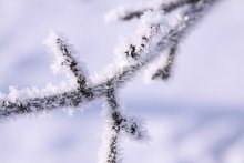 Winter Zweig / ***