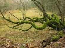 Alten Wald Tintenfisch / *****