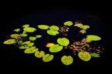 Stille Wasser sind tief / ***