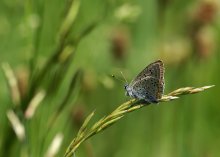 Wo das Gras rascheln / ***