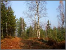 Morgen im Wald / ***