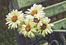 Nachdem Daisy ... zwei hintereinander ... / ***