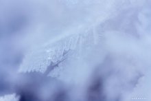 Frost / ...