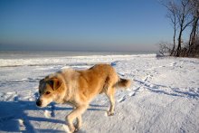 Red Dog Laufen am Rand des Meeres. / ***