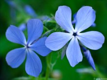 Blume / ***