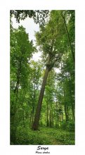 Pinus strobus / ***