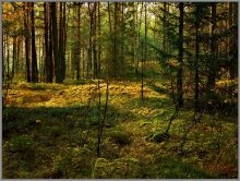 In Naliboki Wald / ***