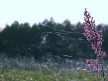 Der Traum vom Sommer / ***