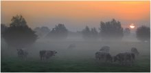 Foggy morning. / The colors of a foggy morning.