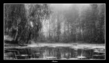 Trauerbirke .. * / *************