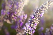 Berg Lavendel / ***