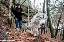 Schlittenhund / ***