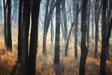 Silent world / Silent world