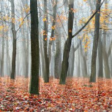 Herbst-Traum / ***
