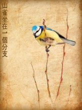 Chickadee auf einem Zweig / ***