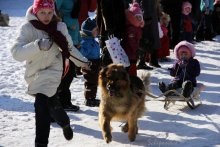 Rennen auf Hunde / ***