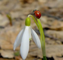 Frühling / ...