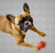 Bulldog und Photoshop / ***