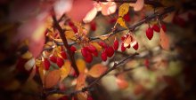 Barberry / ***