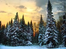 TAIGA BEAUTY / ***