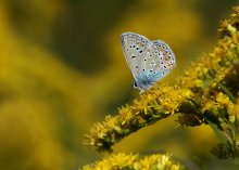 Kupfer-Schmetterling / ***