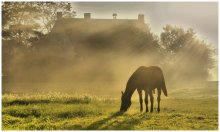  / A horse in the morning light...