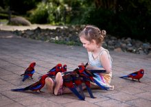 parrots / Australia