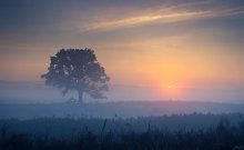 Misty Morning / ***