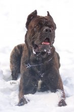 Italienischen Cane Corso. / ***