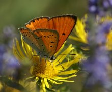 Im gelben und lila Blume Busch / ***