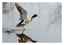 Tanz auf dem Wasser / ***