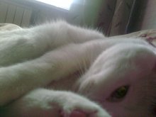 Cat / ...