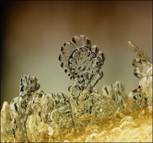 Lunar Wind ... / ***