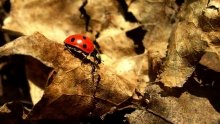 Herbst / ***
