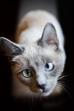 Cat-Cat / ***