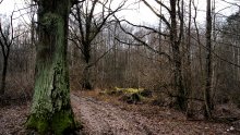 Oaks auf der Straße / ***