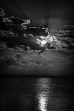 Petrel / ***