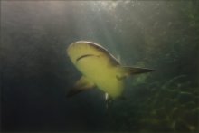 Grey reef shark / Grey reef shark