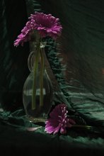 Schlafen Gerbera / 29.03.2012.