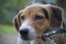Hund / ...