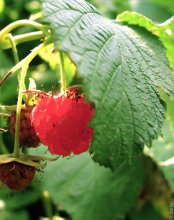 Himbeere / ***