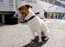 Milo von Rostov / ***